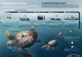 MINIATURA POSTER TORTUGA